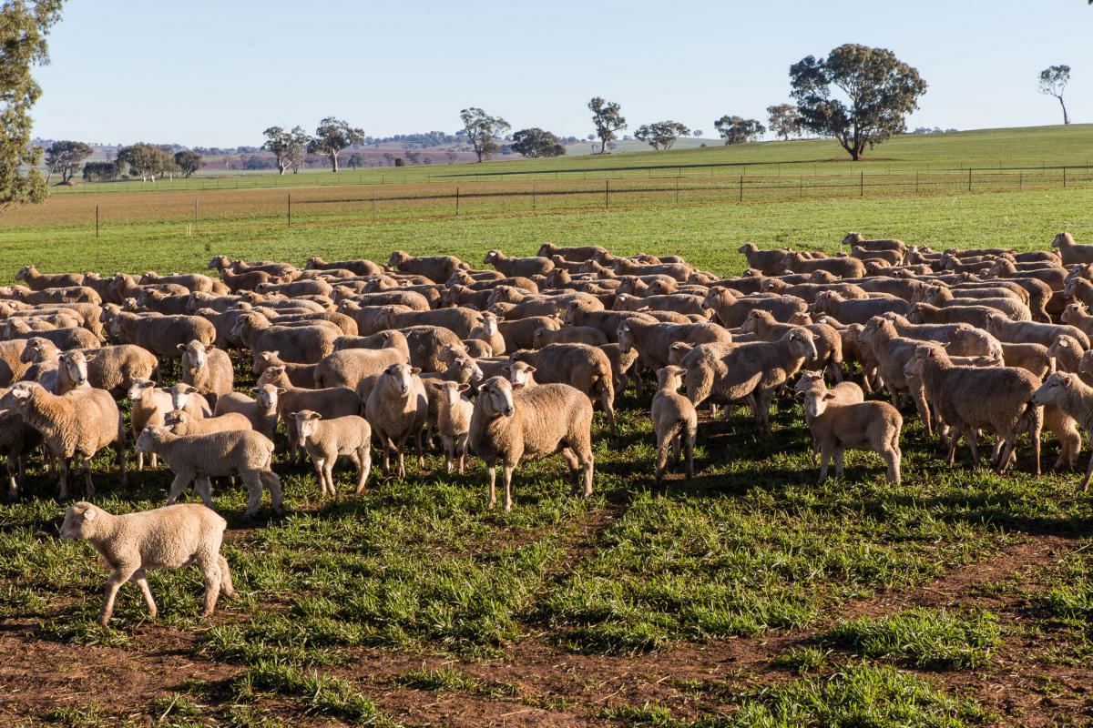 Fabstock sheep supplement